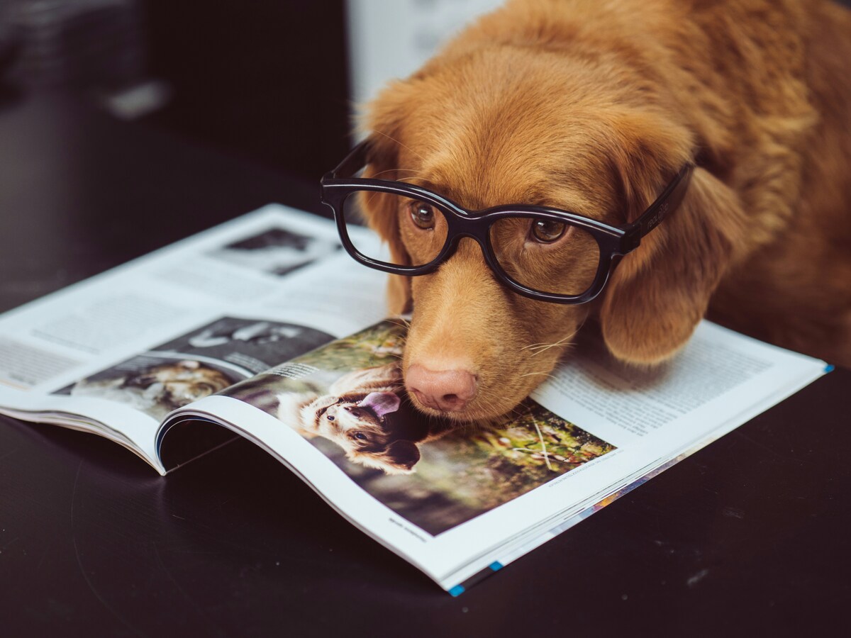 autismo percezione volti cani
