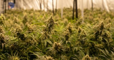 cannabis-effetto-consumo-fertilita