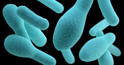funghi-batteri-intestino-salute