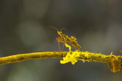 13 specie vermi marini videogiochi