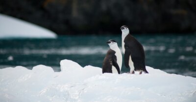 pinguini-contributo-antartide-clima