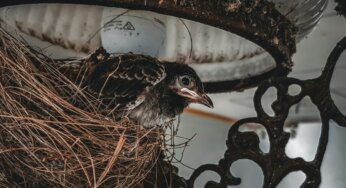 Ucraina, gli animali vittime invisibili della guerra: uccelli usano cavi di droni per i nidi