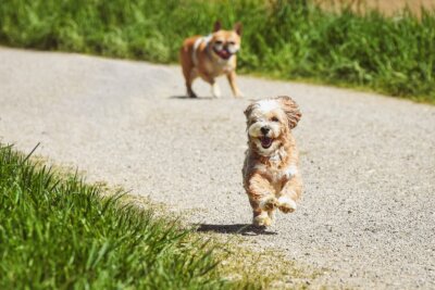 pillola longevità cani