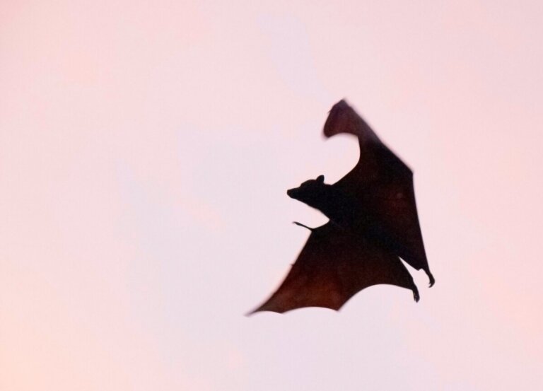 pipistrelli cancro