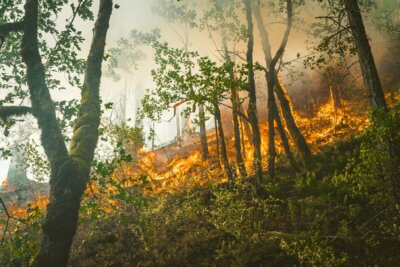 foreste canadesi Alpi fumo incendi