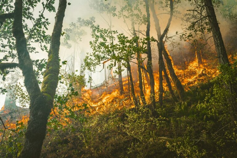 foreste canadesi Alpi fumo incendi