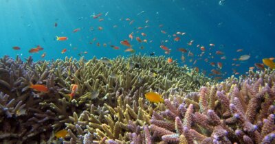 oceani-troppo-acidi-ambiente
