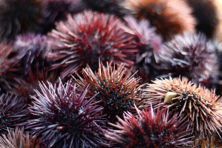 riccio di mare estinzione pesca invasiva