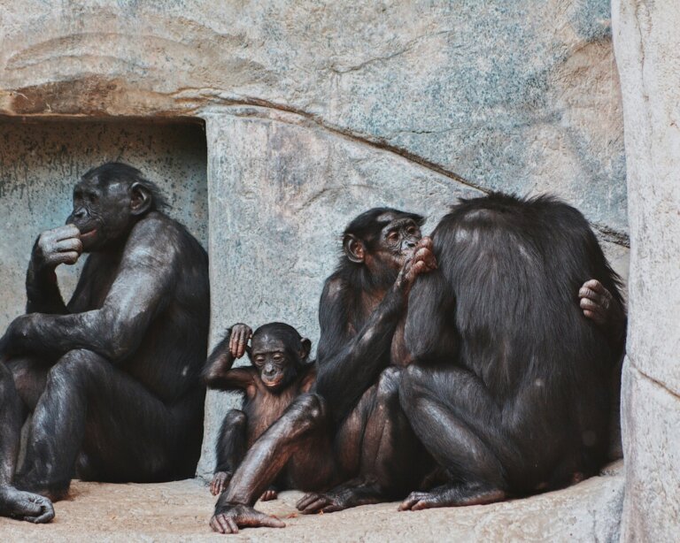 scimpanzè bambini dramma sociale