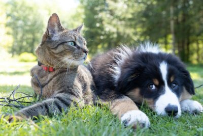 cani gatti mente