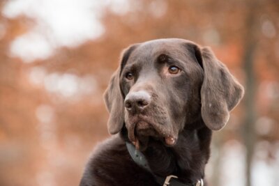 cani morbo Parkinson