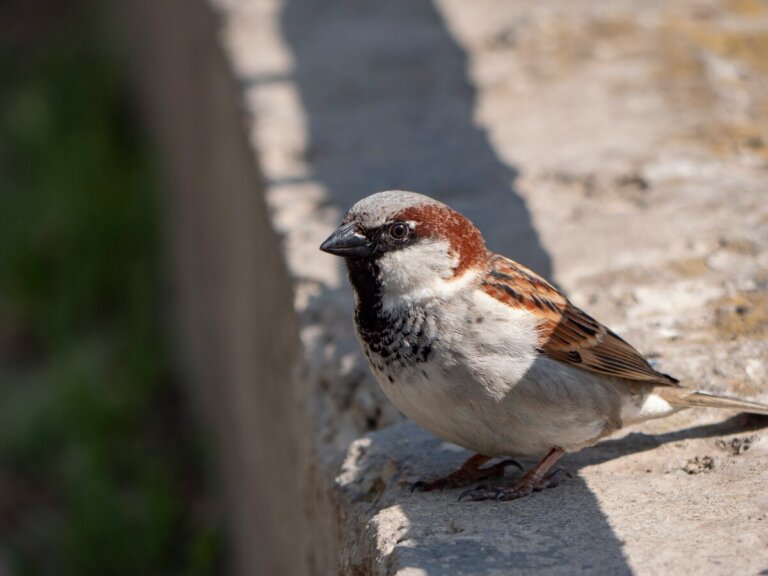 guerra evoluzione fauna selvatica urbana