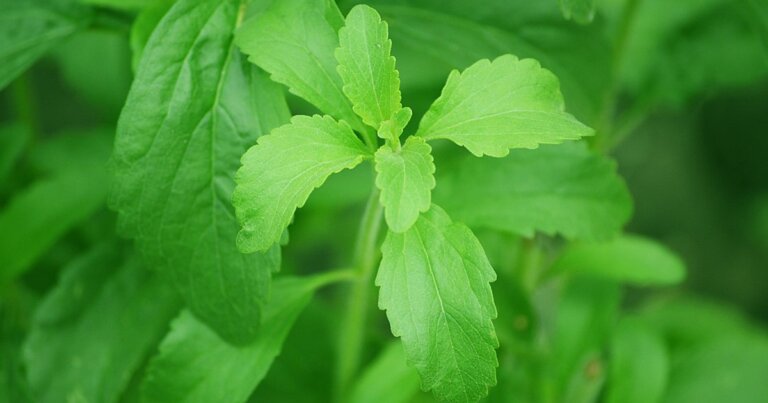 stevia-effetti-anti-cancerogeni
