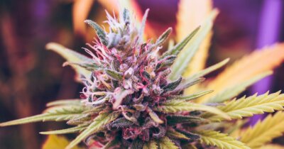 cannabis-cbd-piante-salute