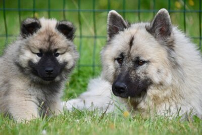 espressioni canine comportamento umano
