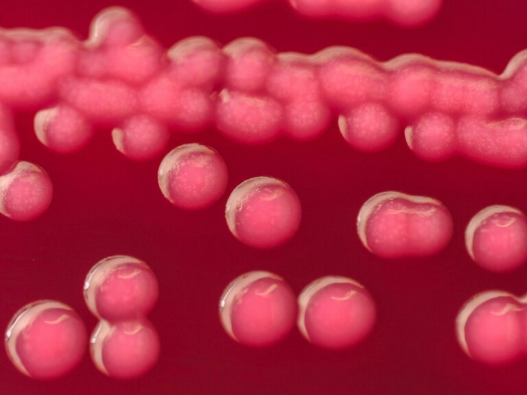 caffeina escherichia coli antibiotici
