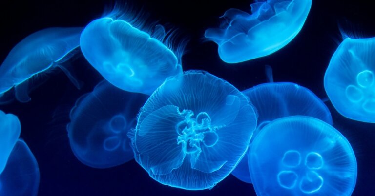 nucleare-centrale-meduse-acqua