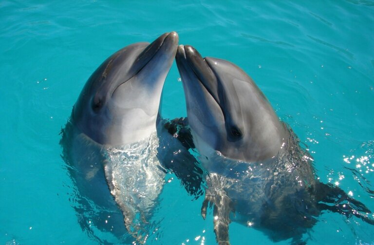 delfini balene gioco