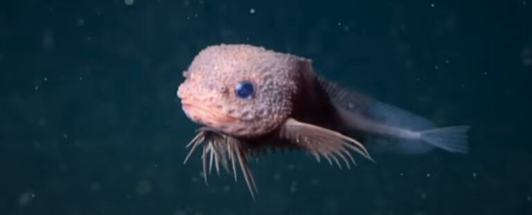 Bumpy pesce lumaca aabissi marini