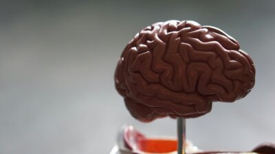 aggressività cervello violenza