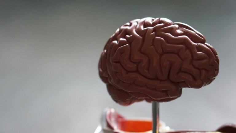 aggressività cervello violenza