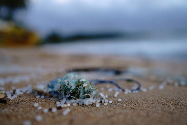 microplastiche ossa umane allarme