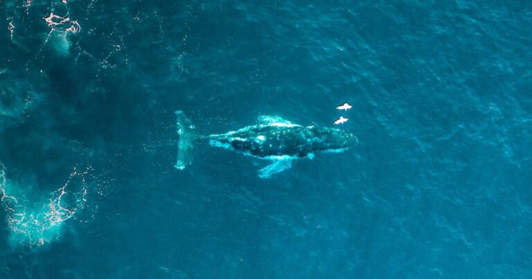 balena-specie-estinzione-animali