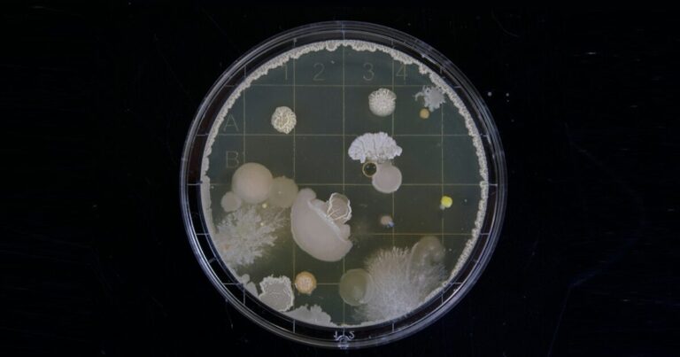 batteri-resistenza-antibiotici-neonati