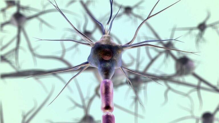 ponti neuronali cervello