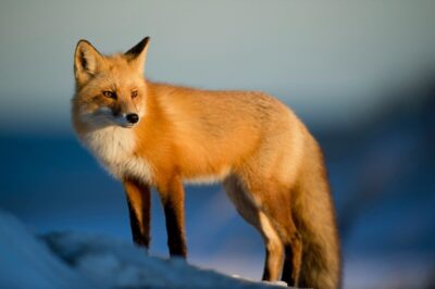animali emozioni coscienza