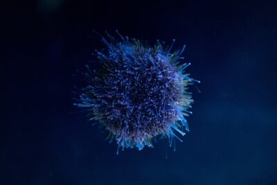immunoterapia macofagi cancro