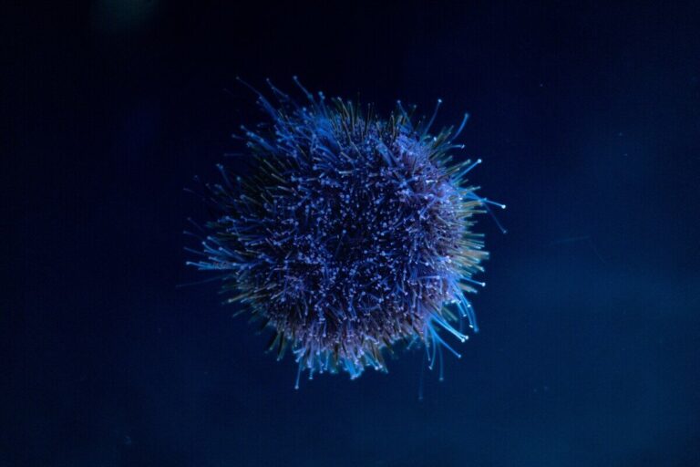 immunoterapia macofagi cancro