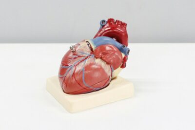 melatonina cuore