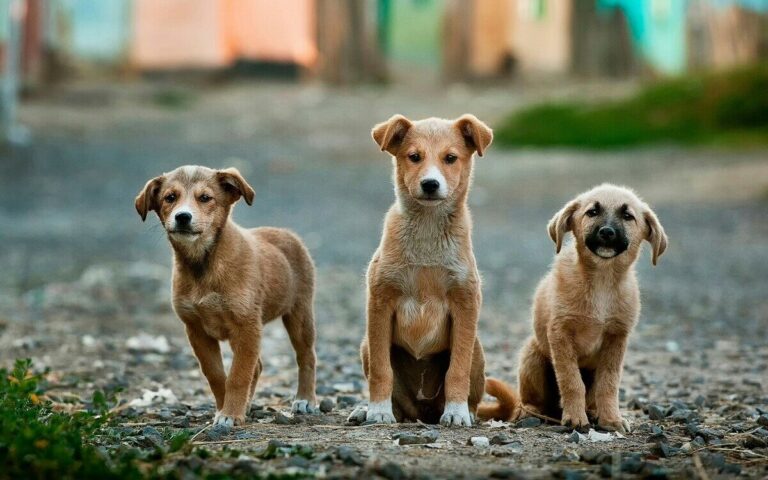dna cani