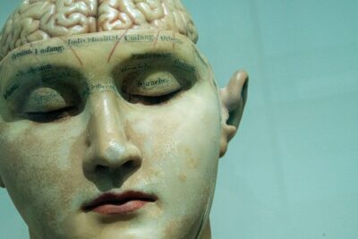 cervello ere età adulta