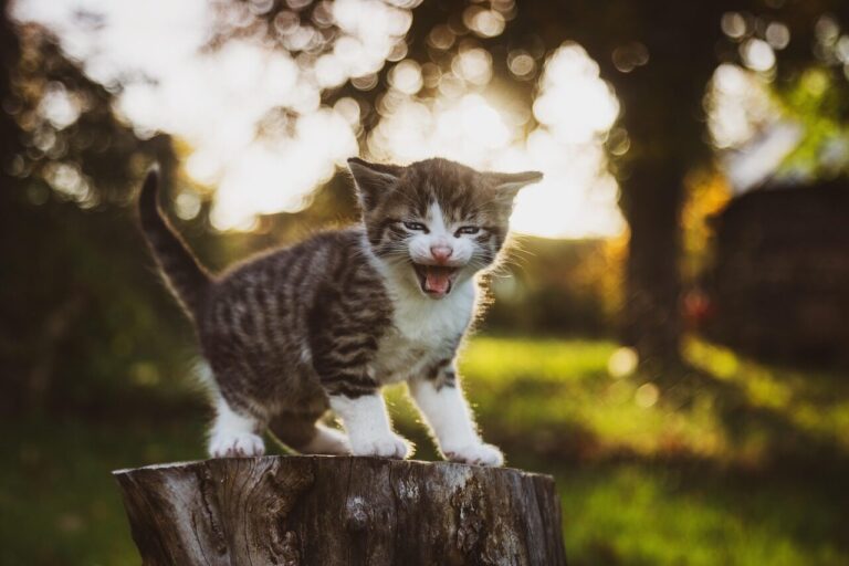 gatti domestici