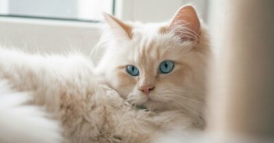 gatti-domestici-rischio-schizofrenia