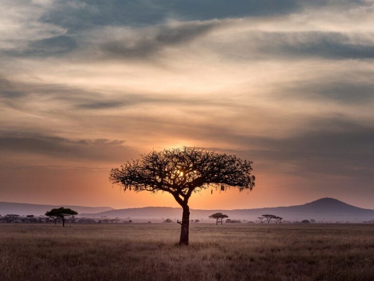 Africa giganti della terra uomo