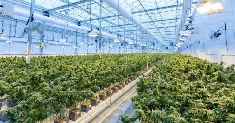 cannabis-alzheimer-effetto-positivi