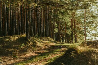 forest bathing terapia medicina moderna