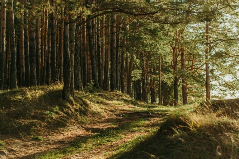 forest bathing terapia medicina moderna