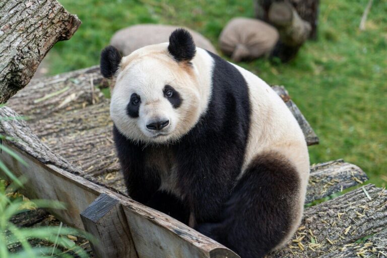 panda bizzarria evolutiva