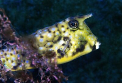 pesce Trump lectoria