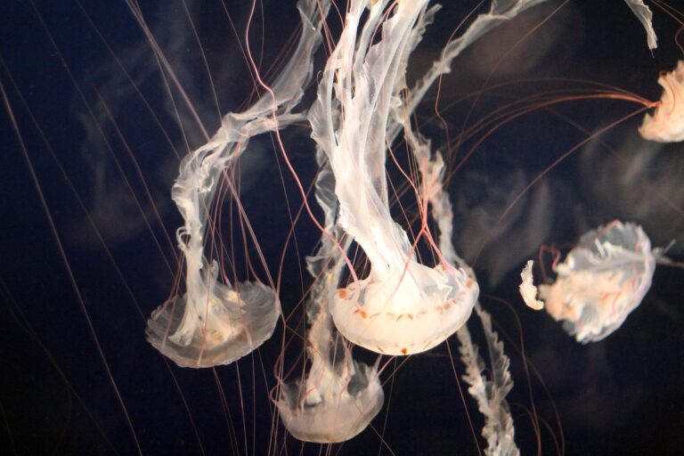 meduse sonno cervello