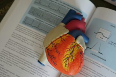 cuore umano rigenerazione infarto
