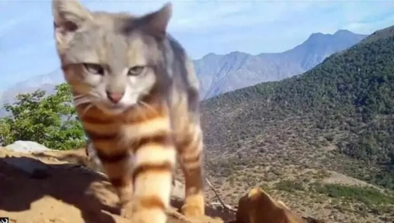 colocolo felino Ande