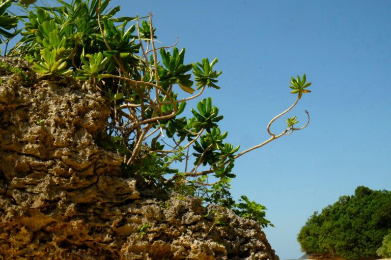 artrite pianta brasiliana