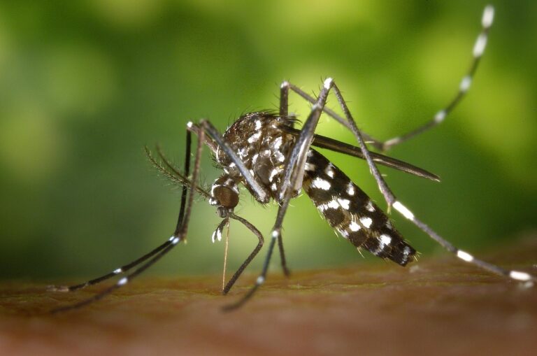 Chikungunya vaccino viaggi