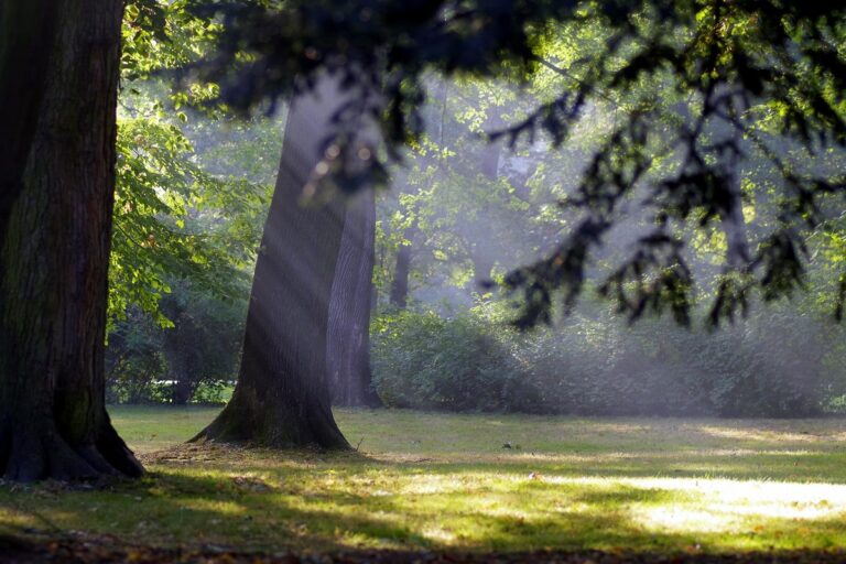 alberi tempeste