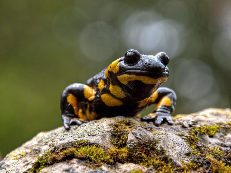 Tanyka amnicola denti laterali